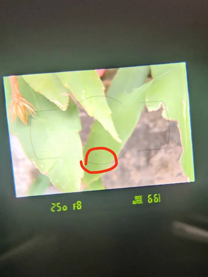 质量评测d3400专业数码单反好不好用?怎么样呢?真相评测揭秘