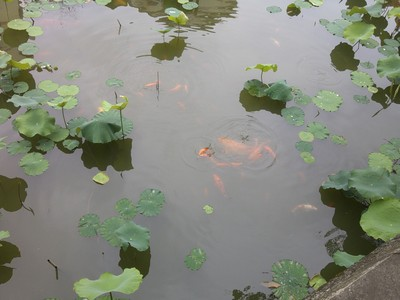 佳能7d2专业数码单反功能怎样？实情解析性价比高吗？